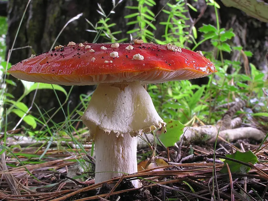 A red fly agaric mushroom with white spots growing from pine needles